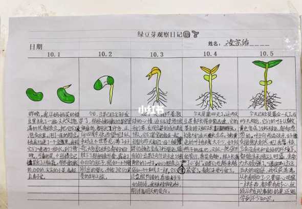 怎么观察是否长出新芽 怎么判断枝条已经生根