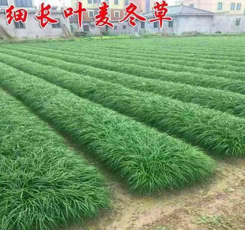 麦冬草坪多少钱一平方 麦冬苗多少钱一亩