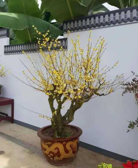 腊梅怎么样养才能开花 腊梅怎么养才会开花