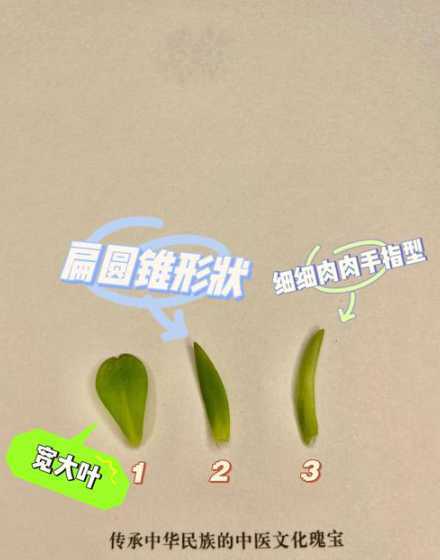 垂盆草发黄是怎么回事 垂盆草叶片蔫蔫的是怎么回事