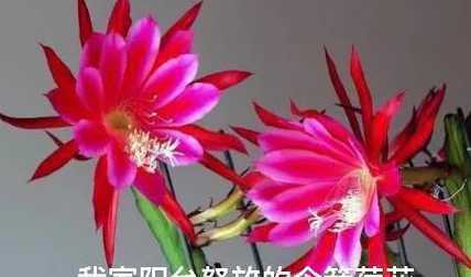 令箭开花的寓意是什么 令箭开花是什么兆头
