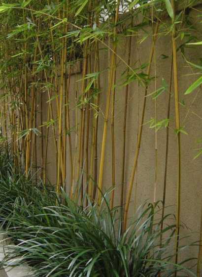 庭院里栽什么竹子好看 庭院适合种什么竹子