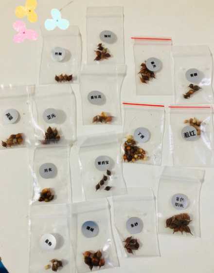 酢浆草种球怎么判断头 酢浆草球怎么分辨上下