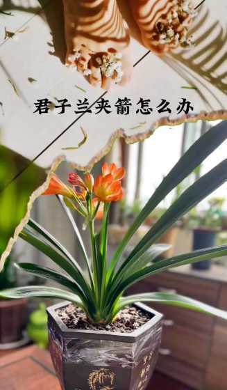 君子兰花夹箭了怎么办 君子兰夹箭怎么办