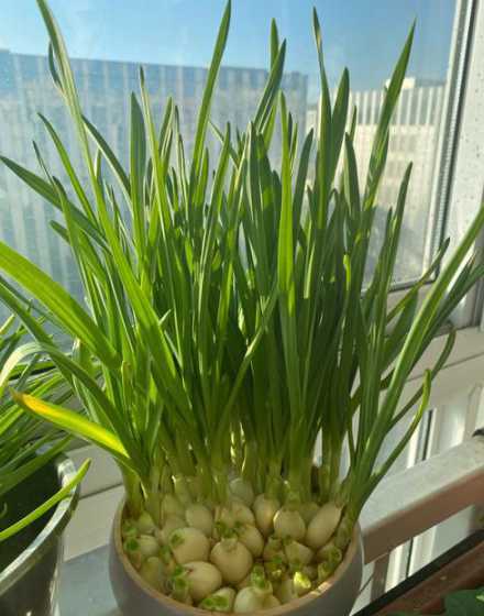 家里养水仙怎么不开花 水仙花不开花怎么办