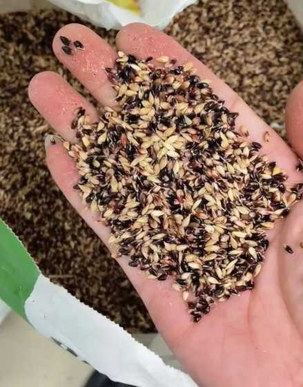 草坪籽价格多少钱一斤 绿化草坪多少钱一平方米及草坪草籽施工价格