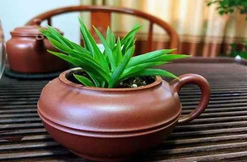 茶壶花盆养什么花好看 铁锅长肉多茶壶长花家里的破烂都变成花盆了!