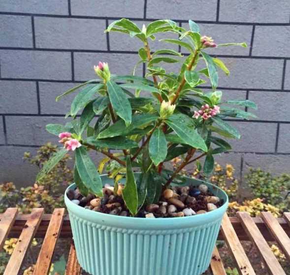 冬天金边瑞香怎么养护 金边瑞香冬季怎么养护