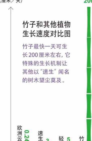 竹子怎么养才能长得快 四季竹子怎么养才能更旺盛