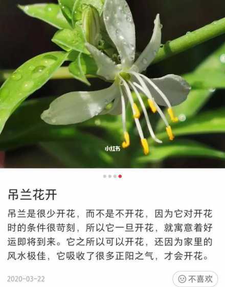 吊兰开发的寓意是什么 吊兰开花有啥寓意
