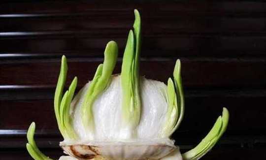 为什么要切水仙花球茎 水仙花头为何要用刀切开