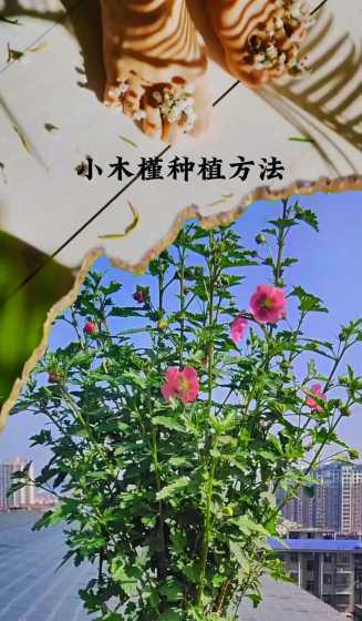 丛生木槿如何栽培管理 冬青的繁殖和管理