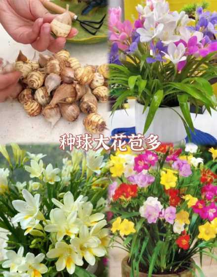 香雪兰的种球怎么种植 香雪兰种子怎么种植