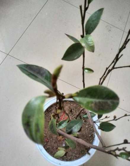 含笑冬天落叶怎么回事 我的含笑花是怎么了,落叶且发黄