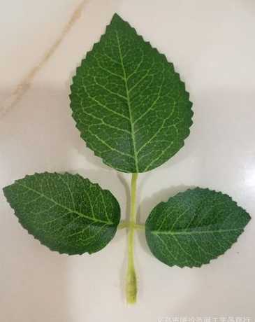 玫瑰花叶片小是为什么 切花玫瑰为什花朵小枝条细