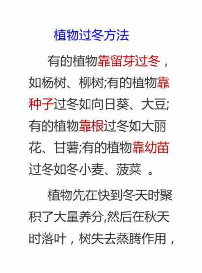 薰衣草在冬天怎么过冬 薰衣草如何过冬,薰衣草冬天怎么养