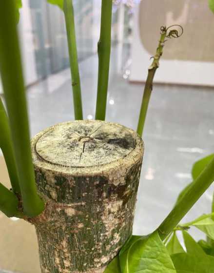 发财树树干为什么变软 发财树树干变软怎么办,4个步骤教你如何处理树干变软