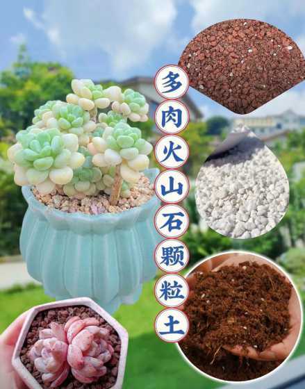 种多肉植物用什么泥土 多肉种植用什么土 可以用泥土种吗