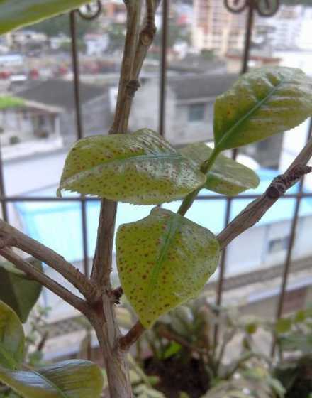 为什么叶子上会长黑点 植物叶子上有黑点是怎么回事