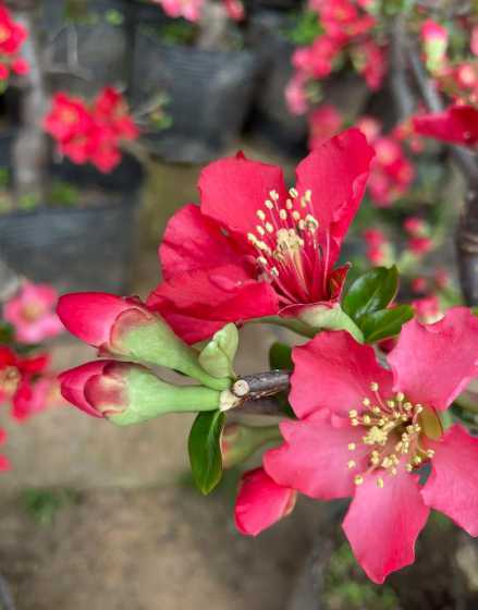西府海棠开花什么颜色 西府海棠花是什么颜色的