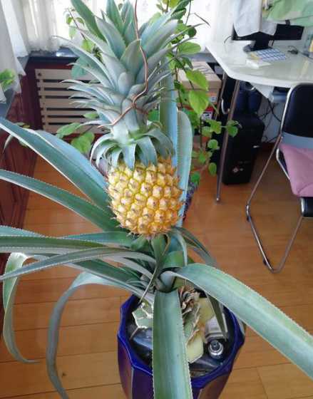 菠萝什么时候才会结果 菠萝什么时候开花结果