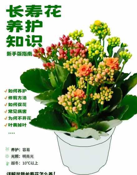 长寿花怎么养才能开花 长寿花怎么养才开花