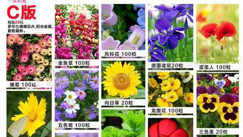 什么花的种子适合室内 宿舍里养什么花好