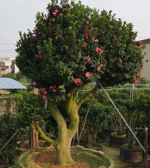 别墅庭院一般种哪些花 别墅庭院适合种植什么花和树