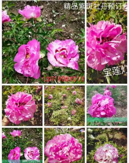 宝莲灯花什么时候生长 宝莲灯花怎么繁殖