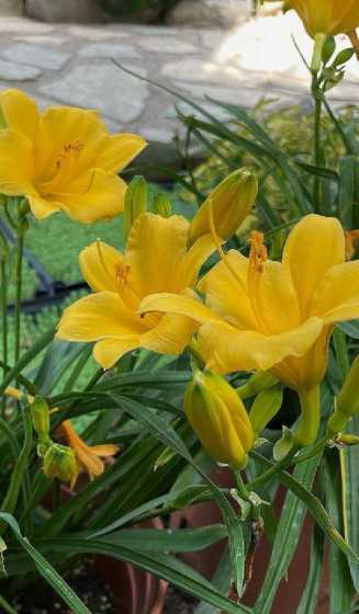 大叶萱草是什么样子的 大叶萱草跟大花萱草