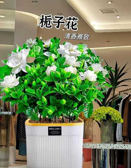 大叶牡丹栀子怎么修剪 盆栽栀子花的花期
