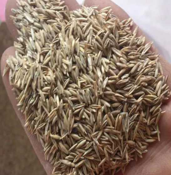 每平米用多少草坪种子 草坪种子一斤可以撒播多少平方草坪草籽品种草坪种子