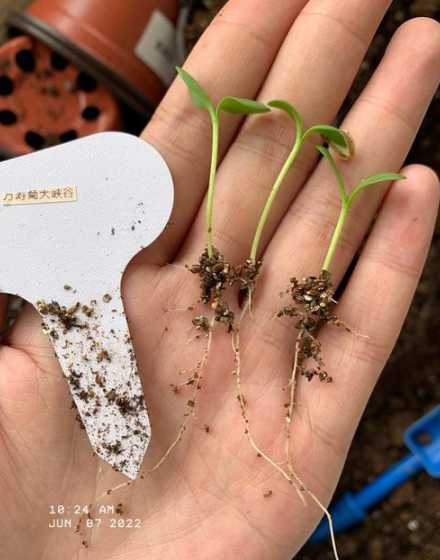 播种土为什么不加蛭石 田园土为什么不能种花