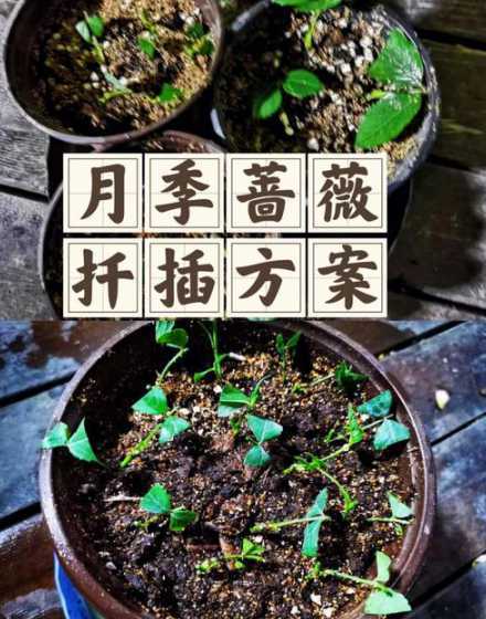 月季扦插多久可以移栽 移栽的月季花多久能成活