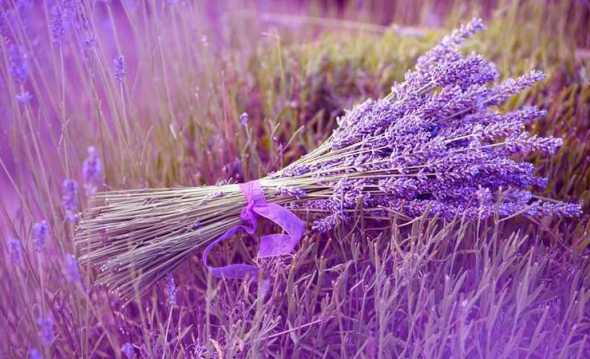 薰衣草和什么花味道像 那种花的味道好闻