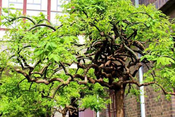 龙爪槐种庭院什么位置 龙爪槐适合种在庭院吗 院内适合栽龙爪槐吗