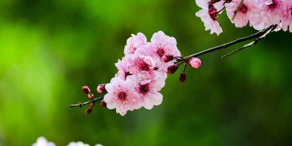花语纯洁的心是什么花 花语代表纯洁的花有哪些