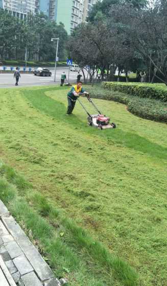 大型草坪如何修剪草坪 草坪修剪有什么原则一般什么时候修剪比较好
