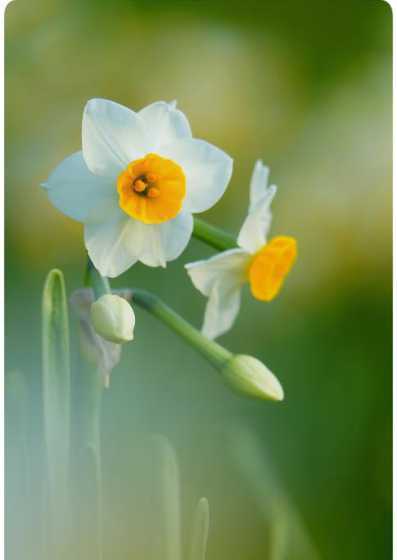 水仙开花的样子是什么 水仙花开花时什么样子的。