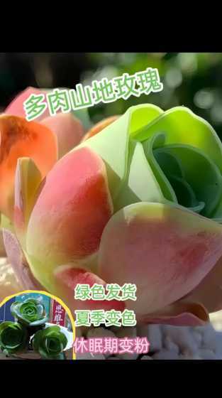多肉山地玫瑰怎么繁殖 山地玫瑰怎么发根