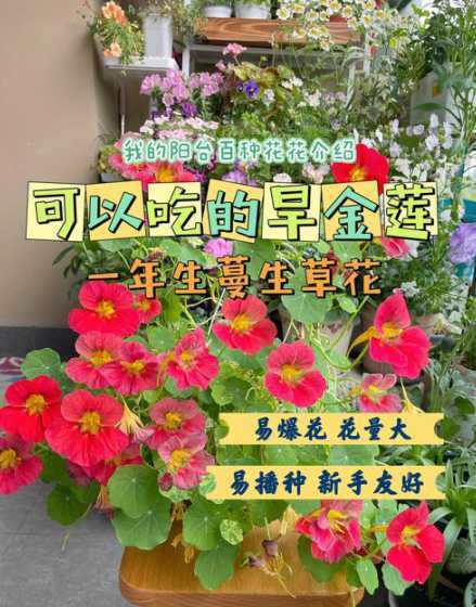 旱金莲是什么季节种的 旱金莲什么时候播种最好