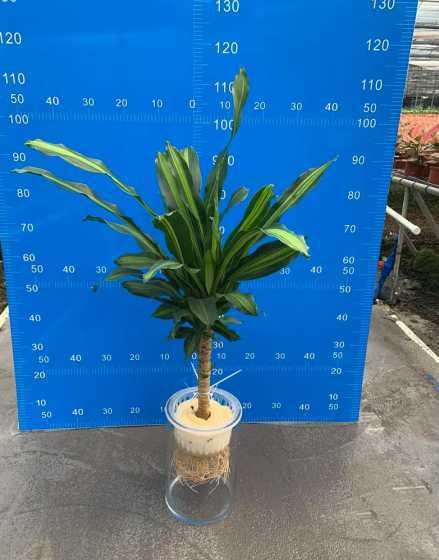 巴西铁树水培怎么生根 水培巴西铁树叶子发黄怎么办
