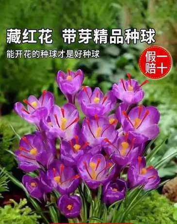 什么花不怕冻又能开花 院子里种什么花不怕冻