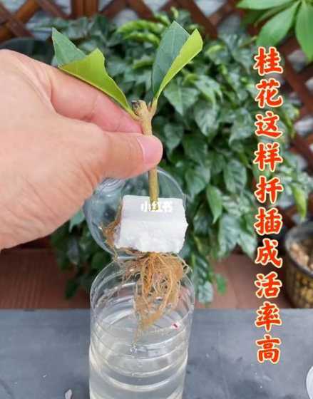 八月桂花什么时候插苗 桂花树什么时候种植最好