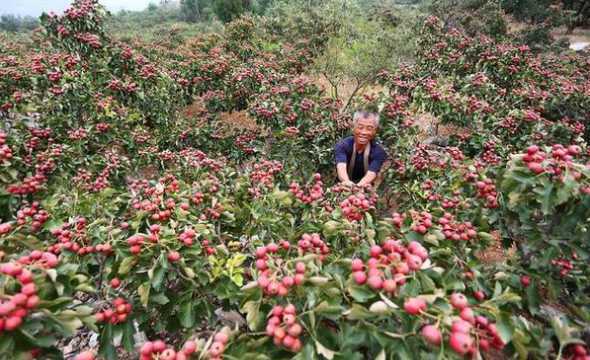 山楂树在什么地方种好 山楂树适合哪里种植 山楂树适合种植的地方