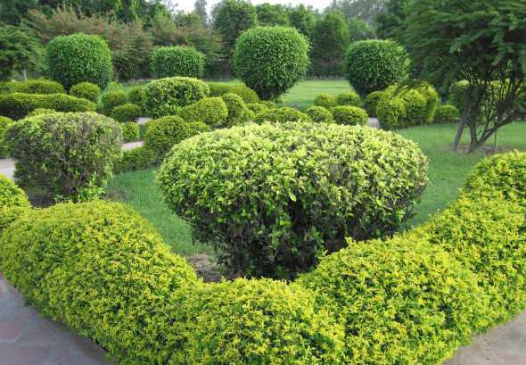 金边黄杨苗多少钱一棵 金边黄杨多少钱一棵