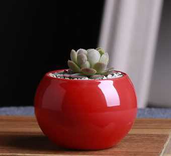 红色圆形花盆养什么花 红色花盆种什么花好看
