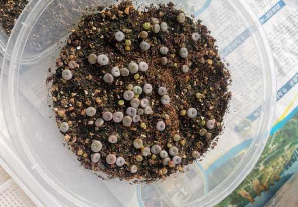 生石花种子发芽怎么养 生石花播种出苗后养护