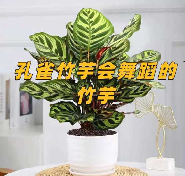 孔雀竹芋的花语是什么 猫眼竹芋和孔雀竹芋的区别 形态与花语不同