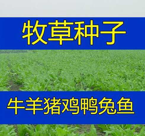 北方播草种什么时候好 北方什么时候长草